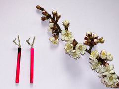 Long earrings dangle of Buffalo horn Raspberry earrings